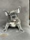 French Bulldog Puppies for sale in Philadelphia, PA 19114, USA. price: NA