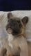 French Bulldog Puppies for sale in Harford County, MD, USA. price: NA