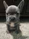 French Bulldog Puppies for sale in Aransas Pass, TX, USA. price: NA