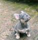 French Bulldog Puppies for sale in 1208 S Duff St, Mitchell, SD 57301, USA. price: NA