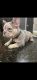 French Bulldog Puppies for sale in Ellenwood, GA, USA. price: NA