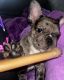 French Bulldog Puppies for sale in Fort Pierce, FL, USA. price: $6,000
