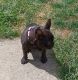 French Bulldog Puppies for sale in Columbus, OH, USA. price: $1,800