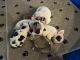 French Bulldog Puppies for sale in Gilbert, AZ 85297, USA. price: $3,000