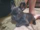 French Bulldog Puppies for sale in Des Moines, IA, USA. price: $2,500