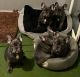 French Bulldog Puppies for sale in Bay City, MI, USA. price: NA