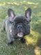 French Bulldog Puppies for sale in Indianapolis, IN, USA. price: $2,000