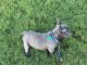 French Bulldog Puppies for sale in Locust Grove, GA, USA. price: $4,300