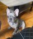 French Bulldog Puppies for sale in 1375 E 18th St, Brooklyn, NY 11230, USA. price: NA