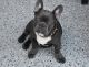 French Bulldog Puppies for sale in Suisun City, CA 94585, USA. price: $2,000
