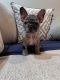 French Bulldog Puppies for sale in Sussex County, NJ, USA. price: $4,500