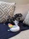 French Bulldog Puppies for sale in Sussex County, NJ, USA. price: $5,000