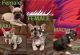 French Bulldog Puppies for sale in 1685 El Cerrito Plaza, El Cerrito, CA 94530, USA. price: $2,000