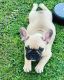 French Bulldog Puppies for sale in Los Angeles, CA 90047, USA. price: NA