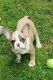 French Bulldog Puppies for sale in Richland Center, WI 53581, USA. price: $2,500