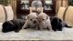 French Bulldog Puppies for sale in Elk Grove, CA 95757, USA. price: NA