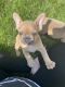 French Bulldog Puppies for sale in Paynesville, MN 56362, USA. price: NA