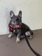 French Bulldog Puppies for sale in Atlantic, Coral Springs, FL 33071, USA. price: NA