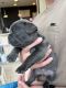French Bulldog Puppies for sale in Stow, OH, USA. price: NA