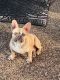 French Bulldog Puppies for sale in Waxahachie, TX 75165, USA. price: NA