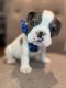 French Bulldog Puppies for sale in Elkhorn, WI 53121, USA. price: NA