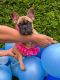 French Bulldog Puppies for sale in Vancouver, WA, USA. price: $3,400