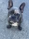 French Bulldog Puppies for sale in Deerfield Beach, FL 33442, USA. price: NA