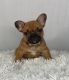 French Bulldog Puppies for sale in Winesburg, OH 44624, USA. price: $3,895