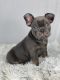 French Bulldog Puppies for sale in Winesburg, OH 44624, USA. price: $4,495
