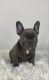 French Bulldog Puppies for sale in Winesburg, OH 44624, USA. price: $4,995