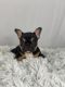 French Bulldog Puppies for sale in Winesburg, OH 44624, USA. price: $3,895