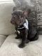 French Bulldog Puppies for sale in Homestead, FL, USA. price: $2,000