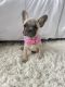 French Bulldog Puppies for sale in Homestead, FL, USA. price: $3,200