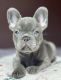 French Bulldog Puppies for sale in Cambridge, MA, USA. price: $5,000