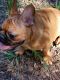 French Bulldog Puppies for sale in Polk City, FL 33868, USA. price: NA