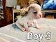 French Bulldog Puppies for sale in Homer, GA, USA. price: NA