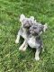 French Bulldog Puppies for sale in La Costa, CA 92011, USA. price: NA
