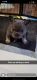 French Bulldog Puppies for sale in North Parkersburg, WV 26104, USA. price: $3,000