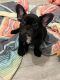 French Bulldog Puppies for sale in Denton, TX, USA. price: $4,000