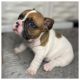 French Bulldog Puppies for sale in Robesonia, PA 19551, USA. price: $6,500