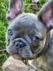 French Bulldog Puppies for sale in Marlette, MI 48453, USA. price: NA