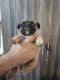 French Bulldog Puppies for sale in Jigar Colony, Moradabad, Uttar Pradesh 244001, India. price: 20000 INR