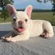 French Bulldog Puppies for sale in Terrell, TX, USA. price: NA