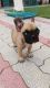 French Bulldog Puppies for sale in Jodhan, Punjab 141029, India. price: 10000 INR