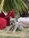French Bulldog Puppies for sale in Tualatin, OR, USA. price: NA