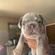 French Bulldog Puppies for sale in Zion, IL 60099, USA. price: $2,500