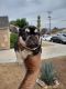 French Bulldog Puppies for sale in Lemon Grove, CA, USA. price: $5,000