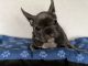 French Bulldog Puppies for sale in Miramar, FL 33027, USA. price: $4,000