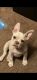 French Bulldog Puppies for sale in Keizer, OR, USA. price: $1,500