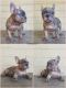 French Bulldog Puppies for sale in Brea, CA, USA. price: NA